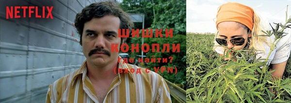 сатива Волоколамск